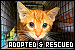  Cats: Adopted and Rescued: 