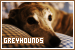 Dogs: Greyhounds: 